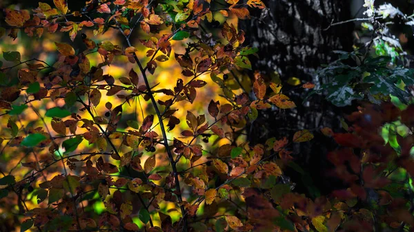 Floresta decídua de outono ao pôr do sol — Fotografia de Stock