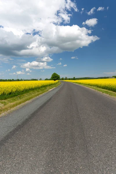 Droga asfaltowa między polami z rzepaku — Zdjęcie stockowe