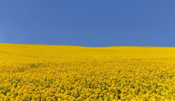 Campo amarelo de colza sob um céu azul claro — Fotografia de Stock
