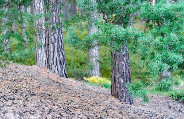 Bosque de pinos con ramas verdes en primavera —  Fotos de Stock