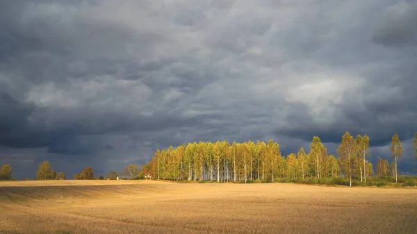 Campo falciato sullo sfondo della foresta autunnale — Foto Stock