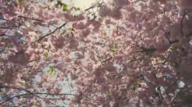 Beautiful sunny blooming spring flowers