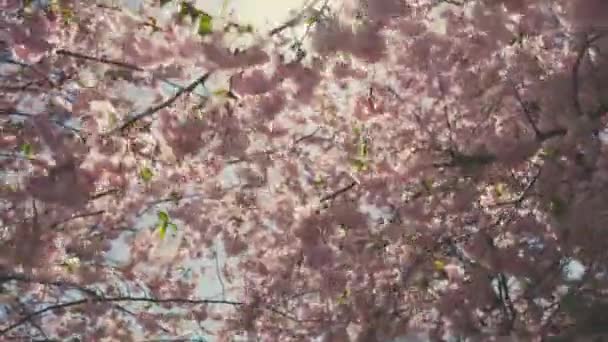 Hermosas flores de primavera florecientes soleadas — Vídeo de stock