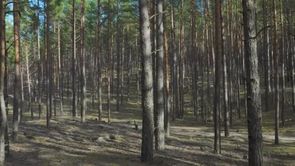 Coniferous forest in the dunes of the Baltic in spring — Video Stock