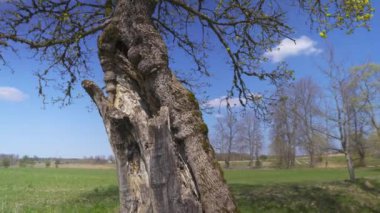 Baharda yeşil yapraklı yaşlı ağaç