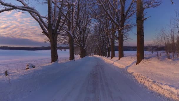 The road through the oak alley in winter at sunset — Video Stock