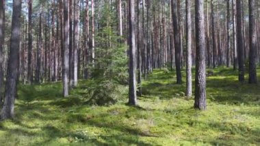 Yazın başında güneşli bir ormanda eğreltiotu.