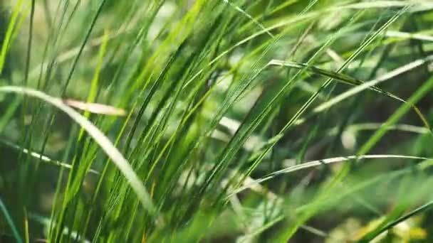 หญ้าบาง ๆ สีเขียวแกว่งในลม — วีดีโอสต็อก
