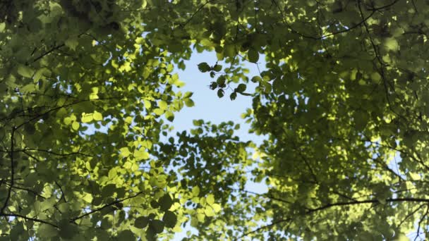 Look up to the sky through the background of green leaves — Video