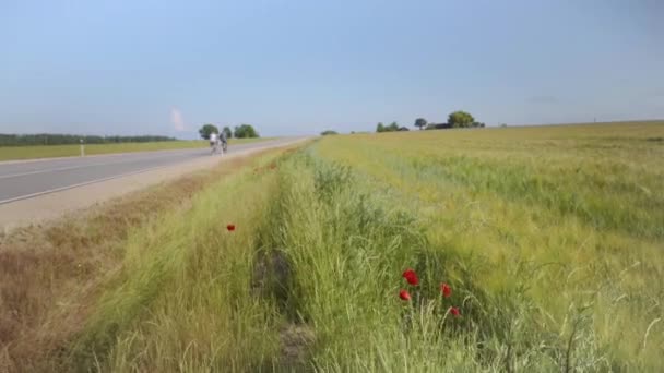 Letonya 'nın tarım alanları arasındaki asfalt yol — Stok video