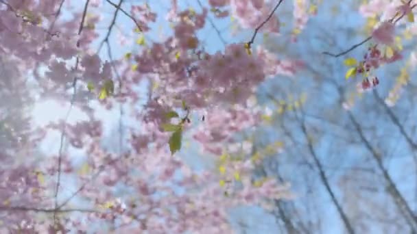 Krásné slunečné kvetoucí jarní květiny — Stock video