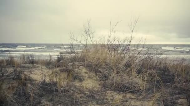Αμμόλοφοι Της Βαλτικής Θάλασσας Κίτρινο Γρασίδι Και Θάμνους Χειμώνα Καταιγίδα — Αρχείο Βίντεο