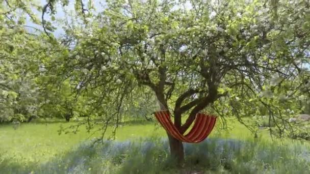Hängematten Hängen Einem Blühenden Frühlingsgarten Sonnig Warmer Tag Den Farben — Stockvideo