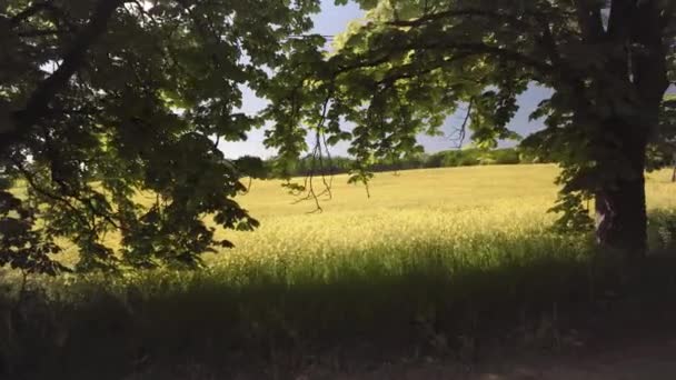 Frühjahr Wurde Neben Bauernhäusern Ein Rapsfeld Mit Gelben Blüten Gesät — Stockvideo