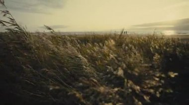 Sonbaharda Baltık sahilinde bir köpekle romantik bir yürüyüş. Kum tepelerindeki sazlıklar gün batımında rüzgarda sallanıyor. Letonya