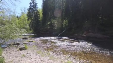Letonya 'daki Amata Nehri' nde güneşli bir bahar günü. Kıyıdaki taşların arasından hızlı ter aktı. Uzun ağaçlar yeşil yapraklarla doludur. Letonya