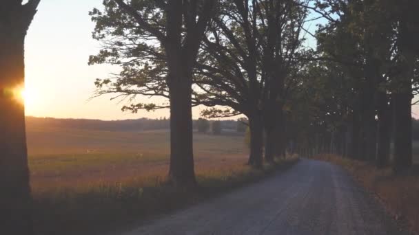 在拉脱维亚秋天的老橡树林荫道上 尘土飞扬的道路穿过夕阳西下的阳光 9月在拉脱维亚Ligatne — 图库视频影像