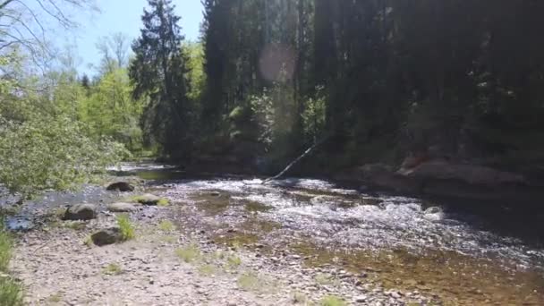 Vår Solig Dag Amatafloden Lettland Snabb Svett Mellan Stenarna Stranden — Stockvideo