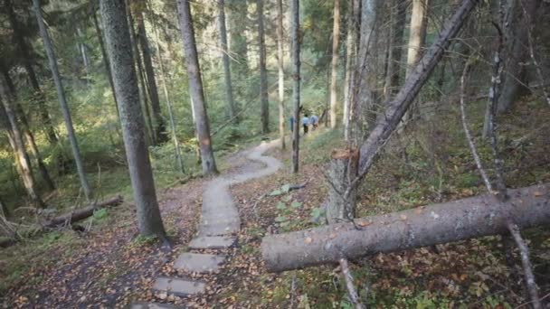 Procházka Lesem Národním Parku Gauja Stezka Mezi Stromy Stoupá Kopce — Stock video