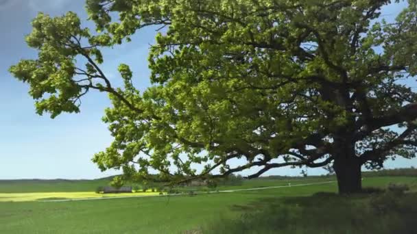 山顶上矗立着一棵枝条很大的老橡树 在沿着公路穿过田野的汽车下面 现在是夏天阳光灿烂的天气 拉脱维亚 — 图库视频影像