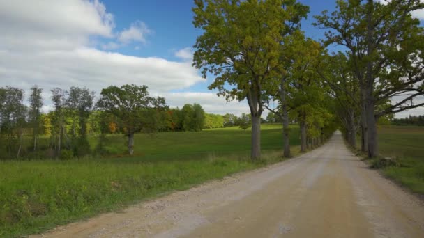 Strada Sterrata Tra Vecchie Possenti Querce Alla Luce Del Sole — Video Stock