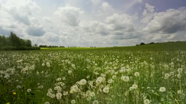 Dientes León Blancos Campo Verde Día Verano Las Nubes Parecen — Vídeo de stock