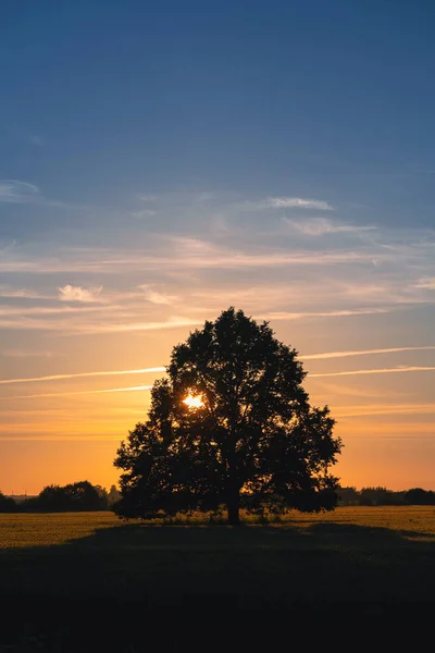 在一片黄色的麦片植物上的一棵树后 夕阳西下 在拉脱维亚 阳光灿烂温暖的夏日即将到来 一阵轻风吹过耳朵 — 图库照片