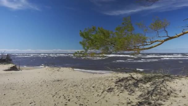 Tormenta Báltico Soleado Día Primavera Las Ramas Pino Balancean Viento — Vídeos de Stock