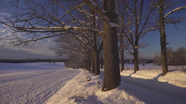 Загородная Дорога Через Переулок Дубов Зимой Снегу Поле Одинокими Деревьями — стоковое видео