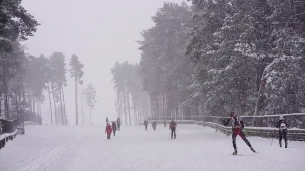 Gente Sulla Neve Corre Nella Foresta Con Gli Sci Bassa — Video Stock