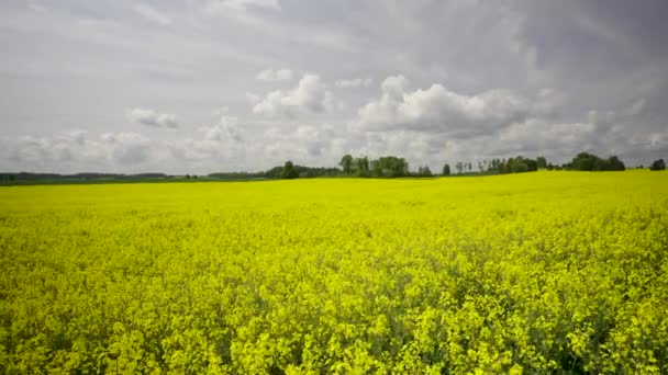 Timber Truck Passenger Car Driving Highway Yellow Rapeseed Field Green — Wideo stockowe