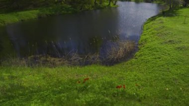 Red poppies in the green grass on the shore of the pond. The reeds sway in the wind. Bright leaves on greenery in spring on a sunny day. Old house on the coast in the park. Birini, Latvia