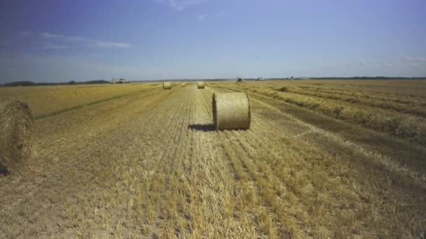 Harvesting Grain Crops Summer Day Latvia Combines Tractors Harvest Ripe — Stockvideo