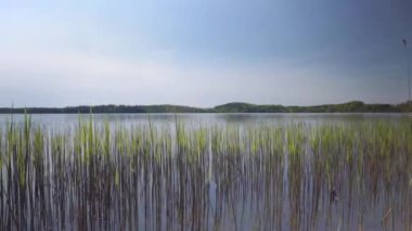Walk by the lake among the trees on a sunny spring day. Boats with oars moored to the shore. Latvia