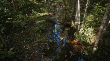 Walk in the woods on a summer sunny day. The gaze moves from the steps on the ground to the treetops against the blue sky. National Park. Latvia