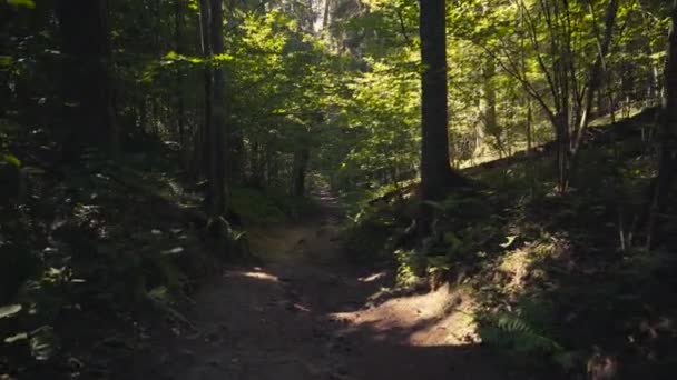 Walk Forest Gauja National Park Path Trees Climbs Hill Sun — Stock Video