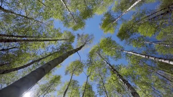 Camera Looks Moves Slowly Trees Tree Branches Leaves Blue Sky — Stockvideo
