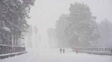 People in the snow run through the forest on skis. Heavy snowfall does not interfere with outdoor activities and walks. Ski track. Latvia
