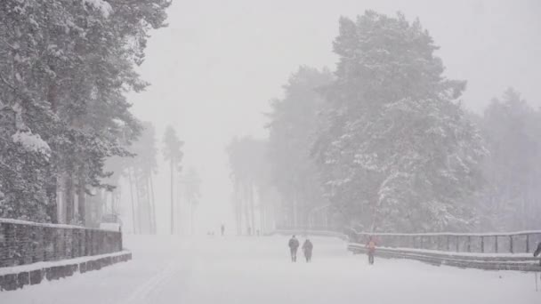 People Snow Run Forest Skis Heavy Snowfall Does Interfere Outdoor — Αρχείο Βίντεο