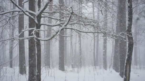 Winter Day Pine Forest Latvia Bright People Walk Snow Children — Wideo stockowe