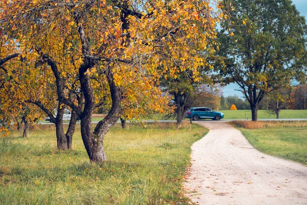 Uma Estrada Terra Serpenteia Através Jardim Macieira Outono Dia Seco — Fotografia de Stock