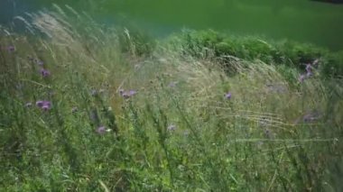 Kır çiçekleri ve sarı otlar gölün yüksek kıyısında rüzgarda sallanıyor. Nehrin dalgalarının arka planına karşı rüzgarda savrulan yeşil sazlıklar. Yazın güneşli sıcak bir gün..