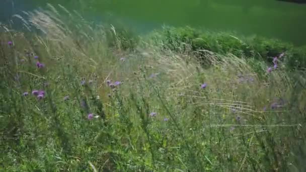 Hohen Ufer Des Sees Wiegen Sich Wildblumen Und Gelbes Gras — Stockvideo