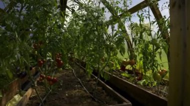 Güneşli bir günde serada domatesler olgunlaşır. Yazın yeşil meyveli küçük yataklar. Letonya