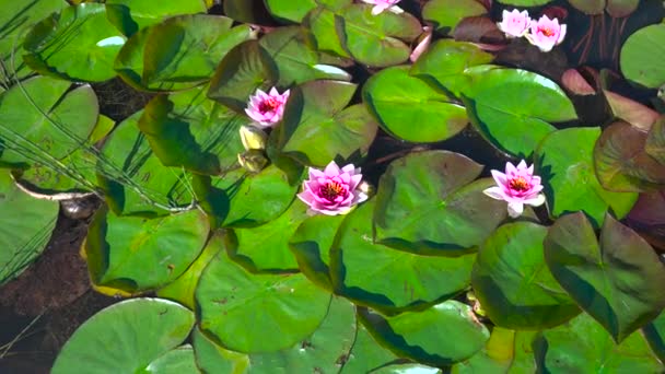 Růžové Lotosové Květy Zelenými Listy Jezírku Létě Teplý Slunečný Den — Stock video