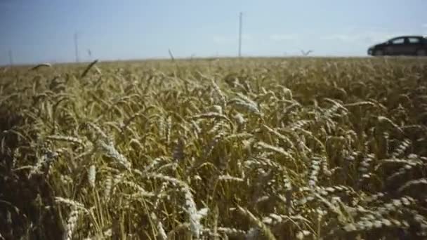 Champ Agricole Céréales Été Les Oreilles Grain Balancent Dans Vent — Video