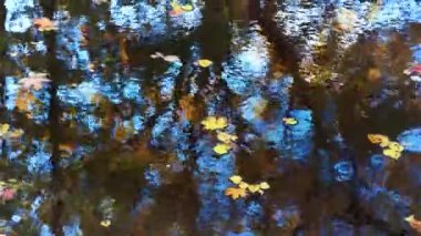 Havuzdaki sarı sonbahar yaprakları rüzgarda süzülür. Yüzeyde sık sık hızlı hareket eden küçük dalgalar. Yansımada parlak renkler. Letonya 'da güneşli bir günde sonbahar. Kemeri Milli Parkı.
