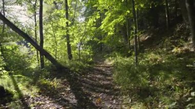 Sonbaharda güneşli bir günde Gauja Nehri 'nin kıyısında yürü. Yeşil ağaçlar ve sarı yapraklar. Letonya Ulusal Parkı 'nda sonbaharın başlangıcı