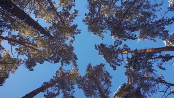 Dennenbomen Met Sneeuw Takken Tegen Achtergrond Van Een Heldere Blauwe — Stockvideo