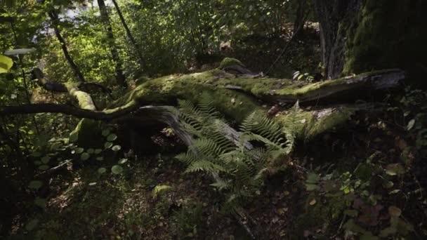 Promenera Längs Gauja Älvs Strand Hösten Solig Dag Gröna Träd — Stockvideo